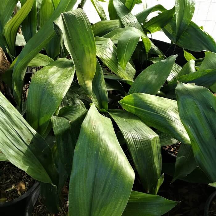 Aspidistra Elatior